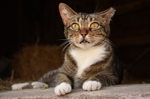 Community Cat 